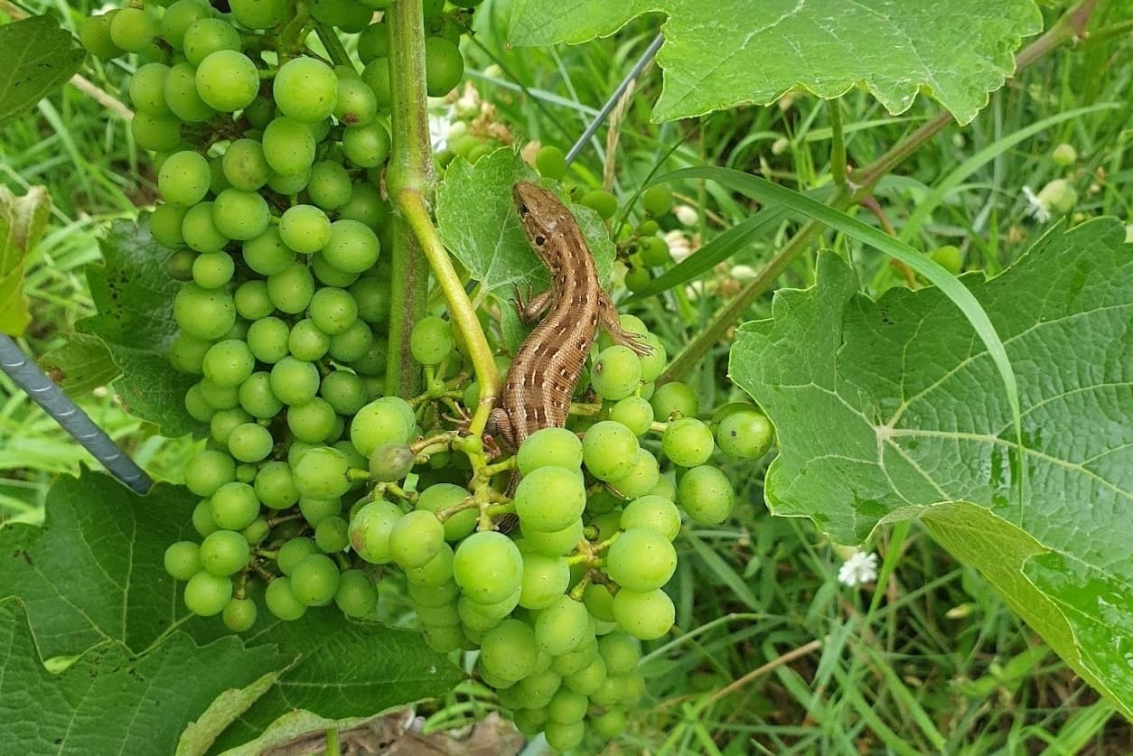 Echse in den Reben.jpg