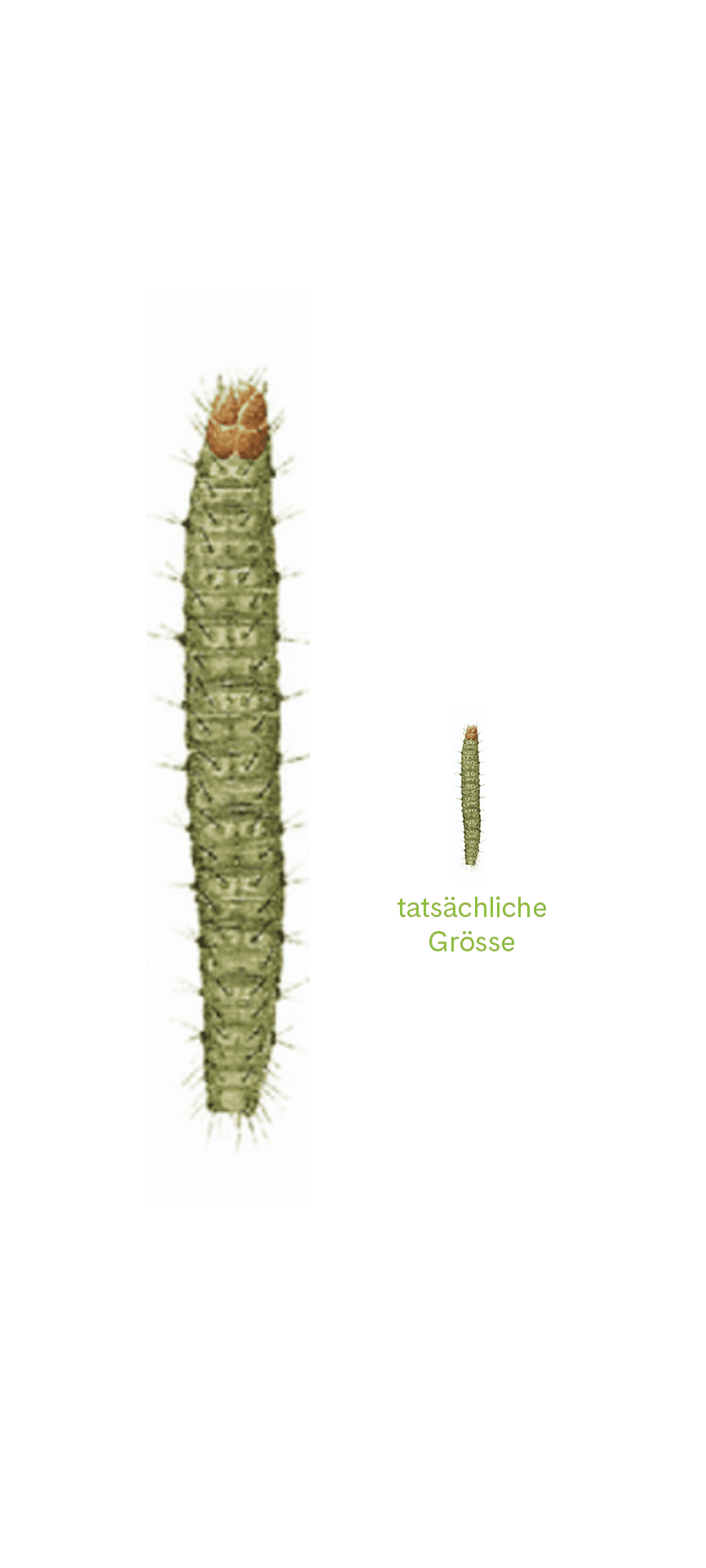 Tatsächliche Grösse.png