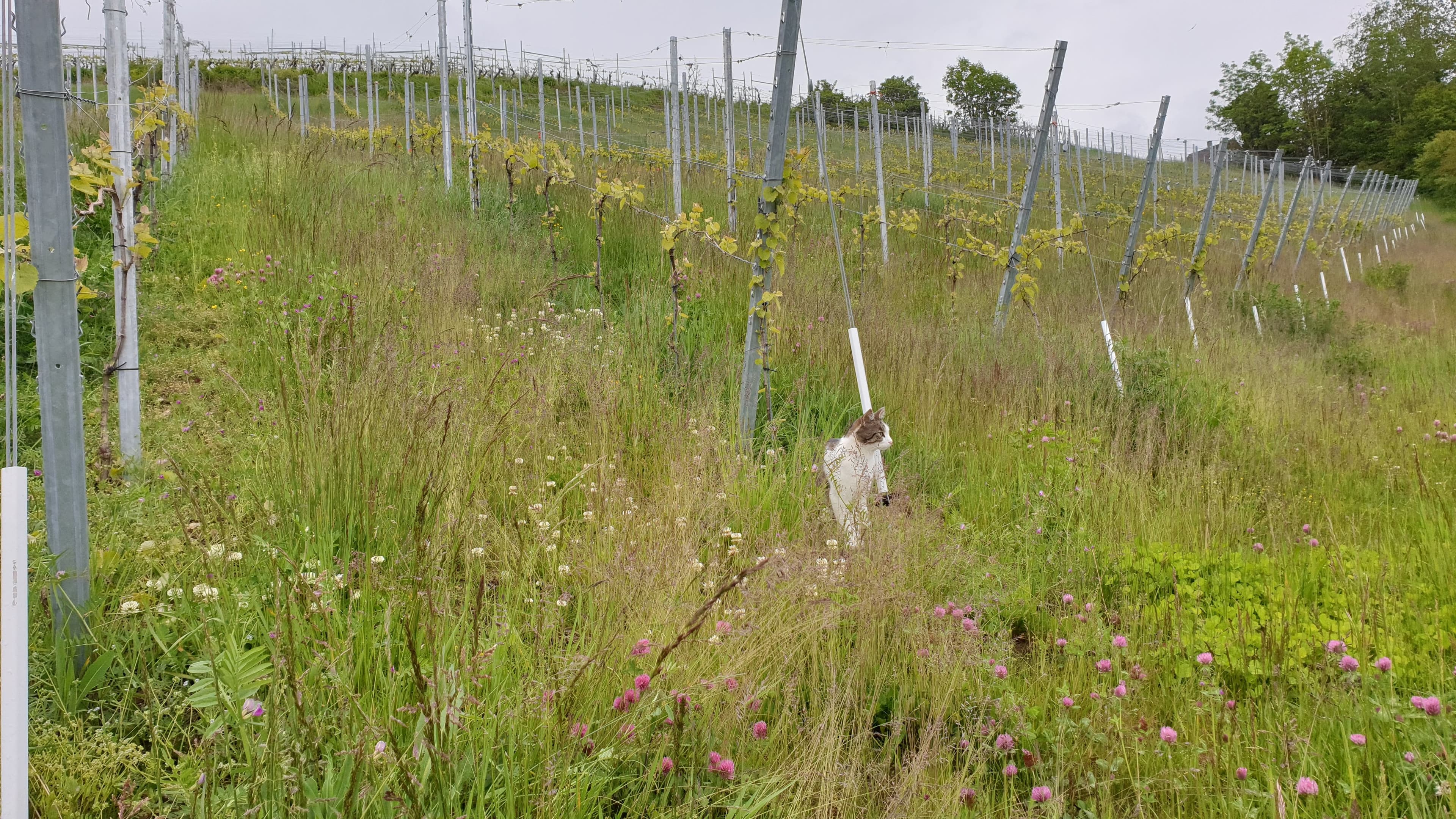Rebbau im Frühling.jpg